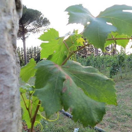 Agriturismo Occhineri Porto Cesareo Eksteriør bilde